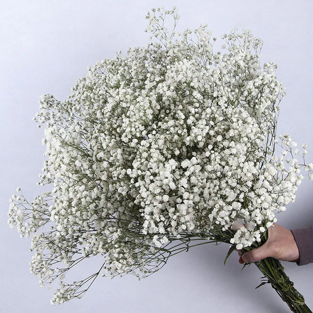 80g Natural Dried Gypsophile Flower Wedding Decoration Arrangement Baby Breath Preserved Flowers Bouquet Hoom Christmas Decor
